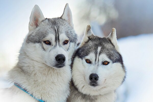 Los perros esquimales son algunos de los perros más hermosos