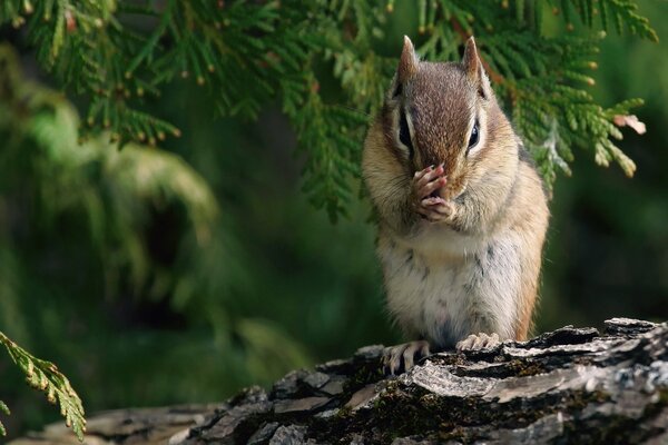 A small chipmunk is sitting on a tree branch