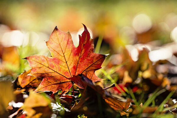 Macro of a red-orange maple leaf among the grass