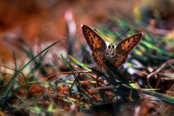 Macro butterfly flutters from blade of grass to blade of grass