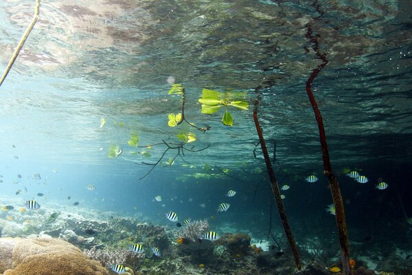 Mundo submarino del lago con peces