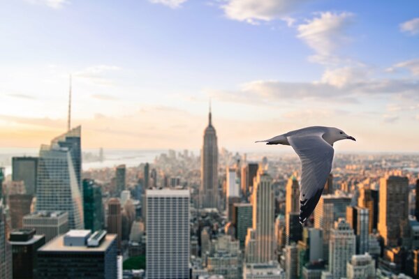 A seagull flies over the central part of skyscrapers in New York