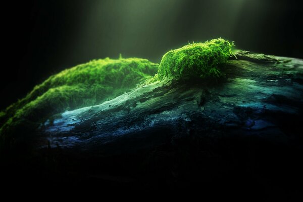 Moss enveloped a tree branch