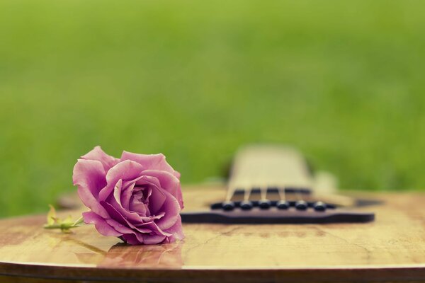 Guitare sur l herbe avec une belle rose tendre