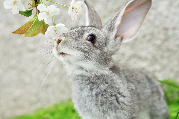 Lapin gris avec de longues oreilles reniflant une branche