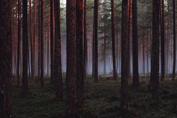 Nature. Pins dans le brouillard léger