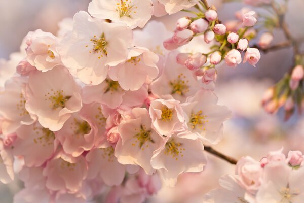 Arbre fruitier en fleurs. Fleurs parfumées