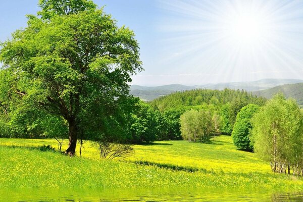 Summer nature. Trees and greenery