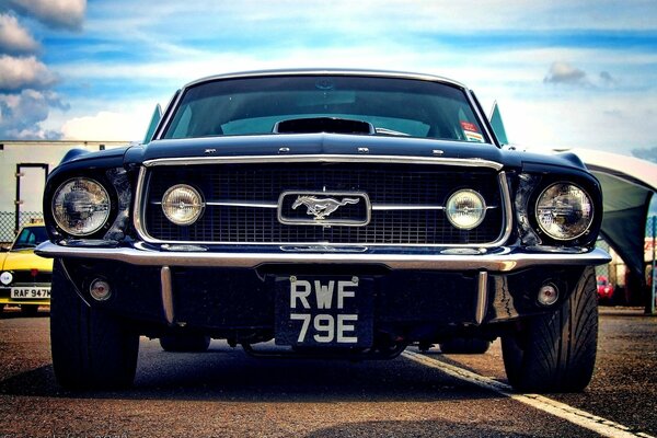 Mustang comme un vrai étalon. Bel homme