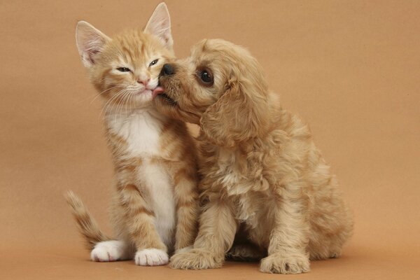 A puppy licks a red kitten