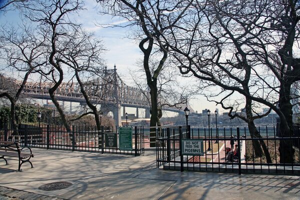 New York trees in the park photo