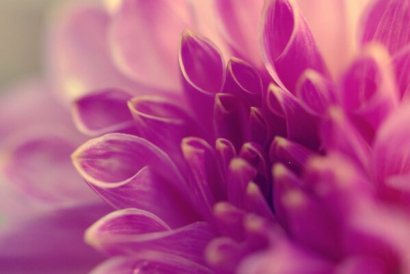 Fleur lilas avec pétales tubulaires