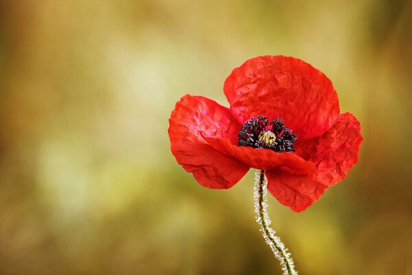 A lonely poppy with dew drops