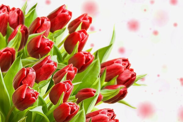 Bouquet of tulips on a blurry background