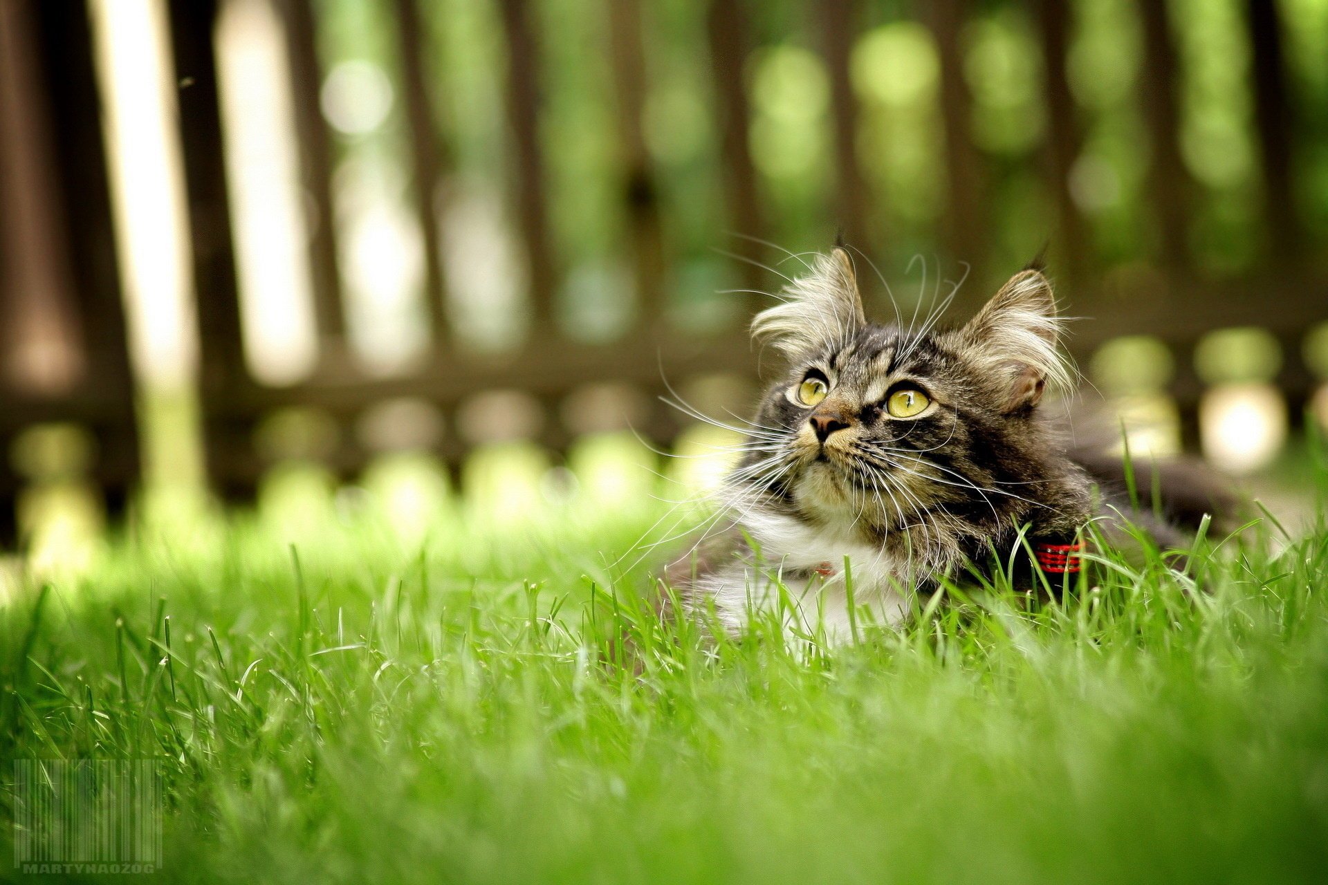 chat clôture herbe