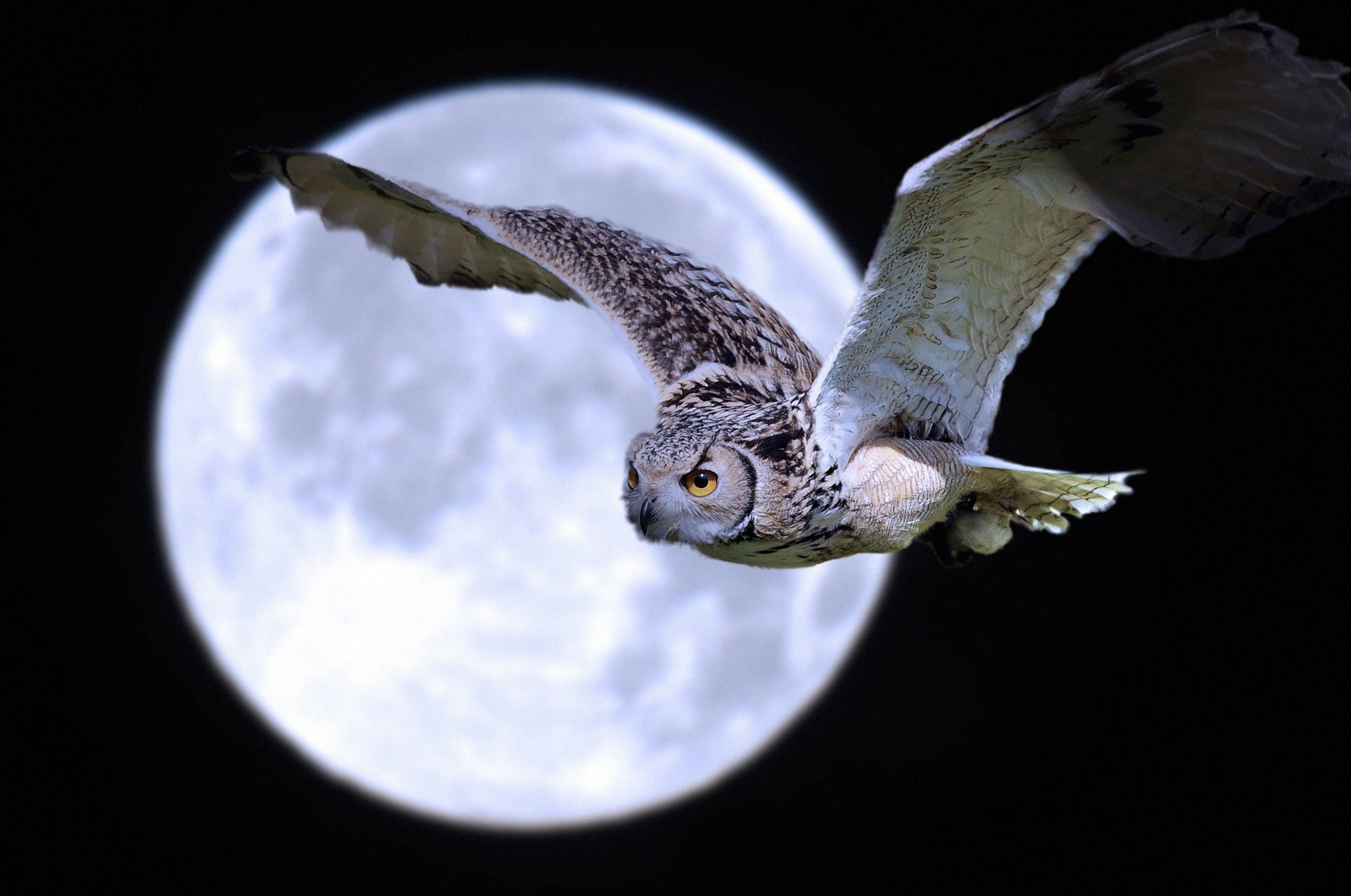 noche búho vuelo pájaro luna