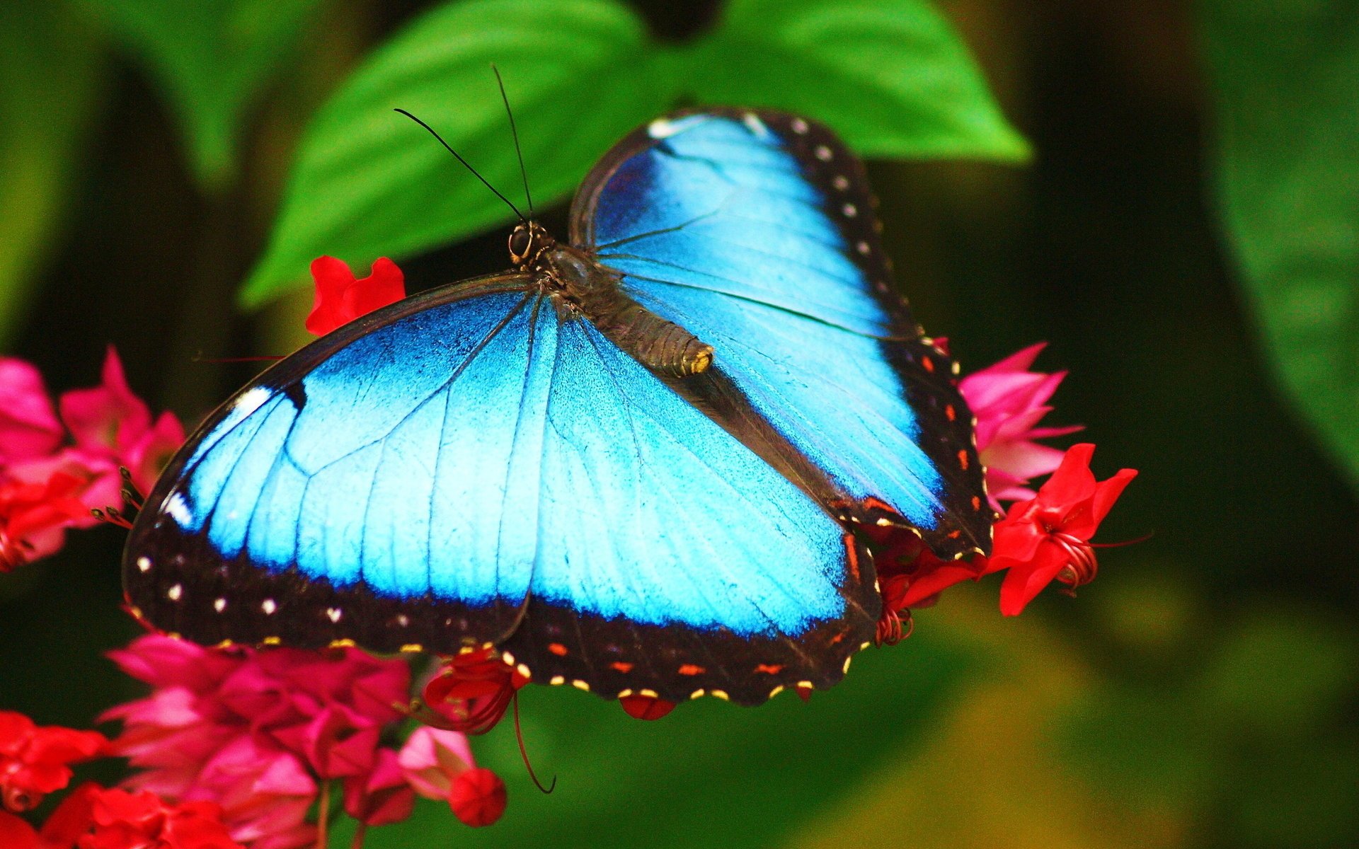 morpho siedzi na kwiatku niebieski motyl tapety morpho