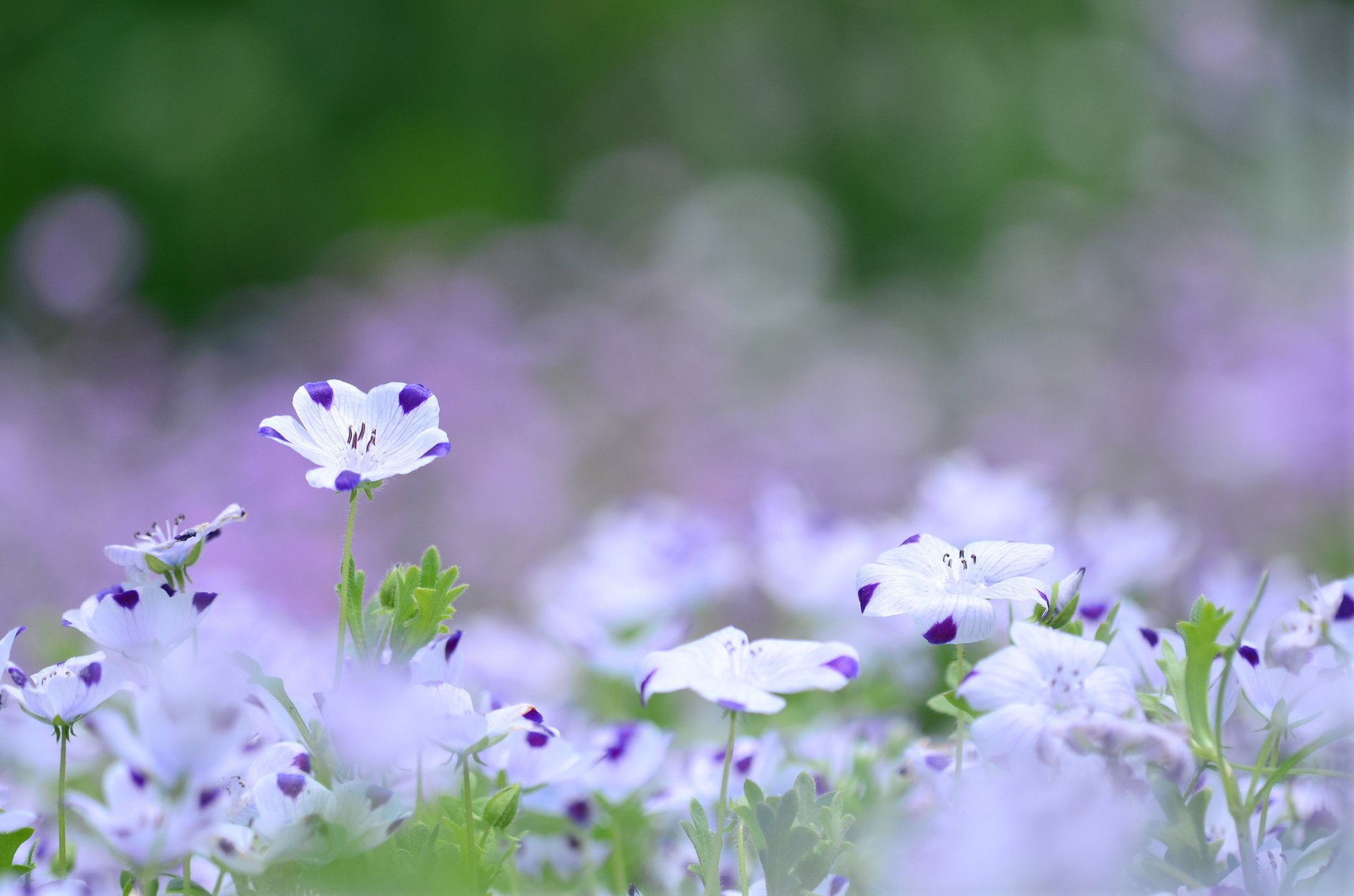 color len lilac glade flowers purple white