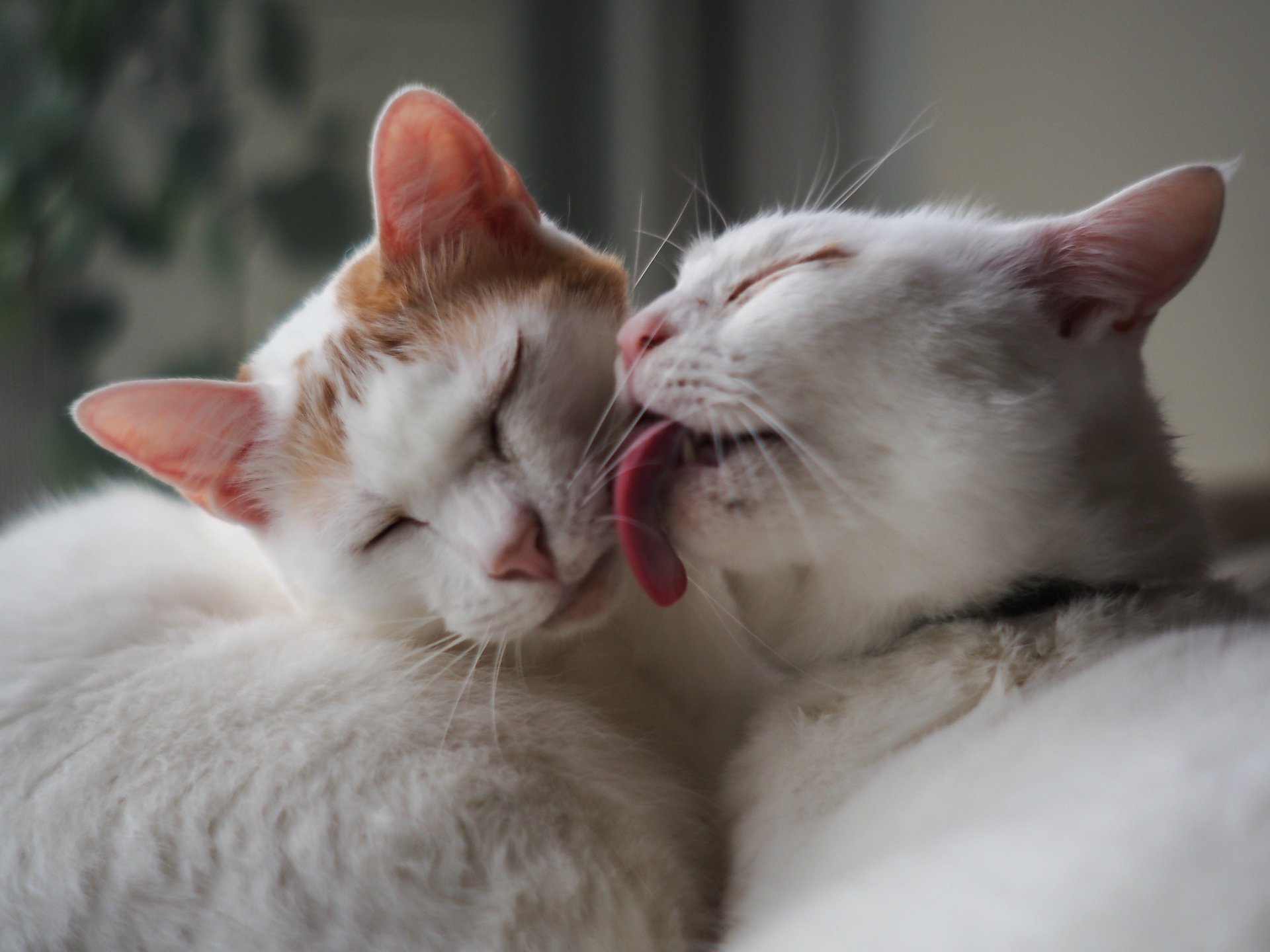 gatti tenerezza carezza due bianco