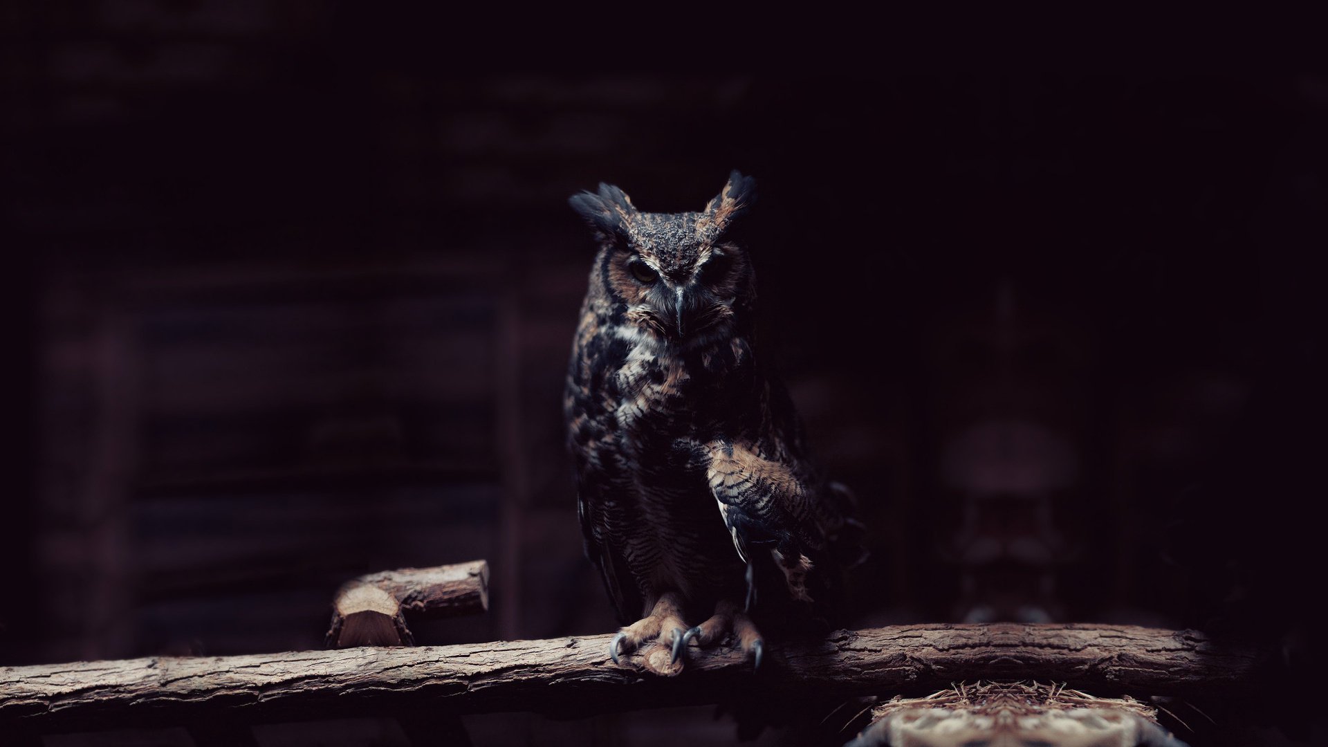 owl owl bird twilight