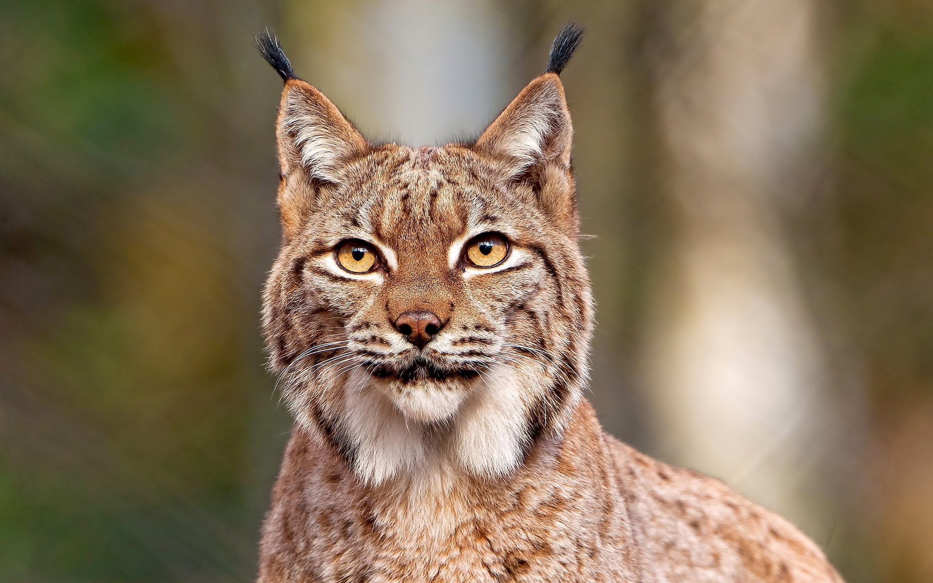 lince mirada bigote hocico