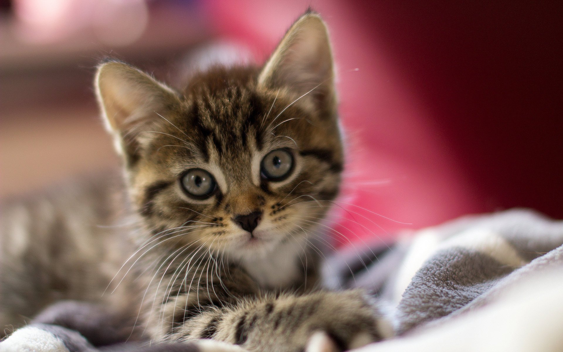 gatto orecchie macro occhi faccia gattino lana