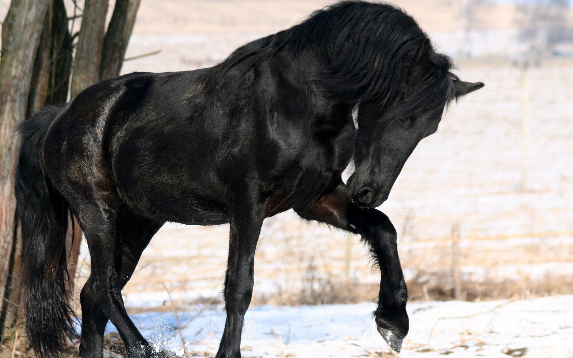 caballo árbol melena nieve negro color invierno bosque