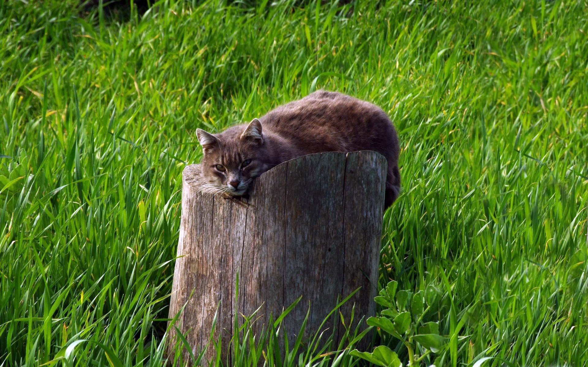 gray grass stump green stump cat background