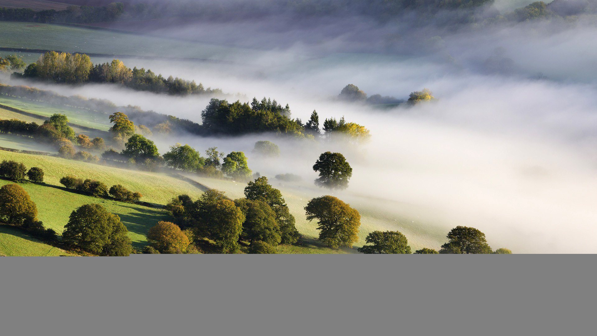 fog trees valley nature nature morning