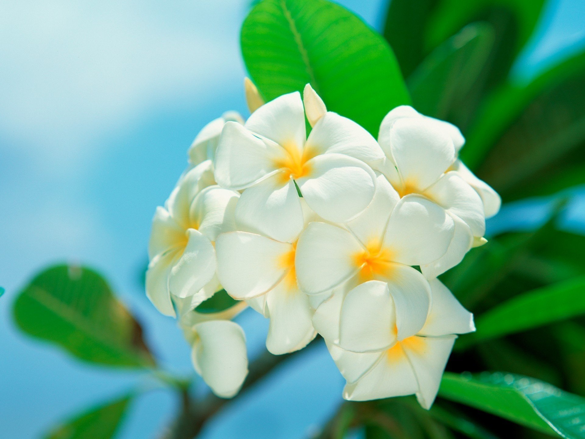 white leaves flowers macro