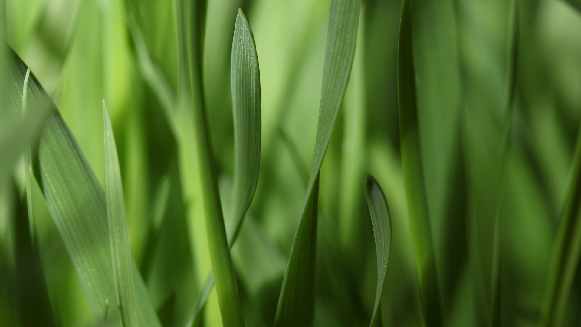 narrow grass strips leaves macro green