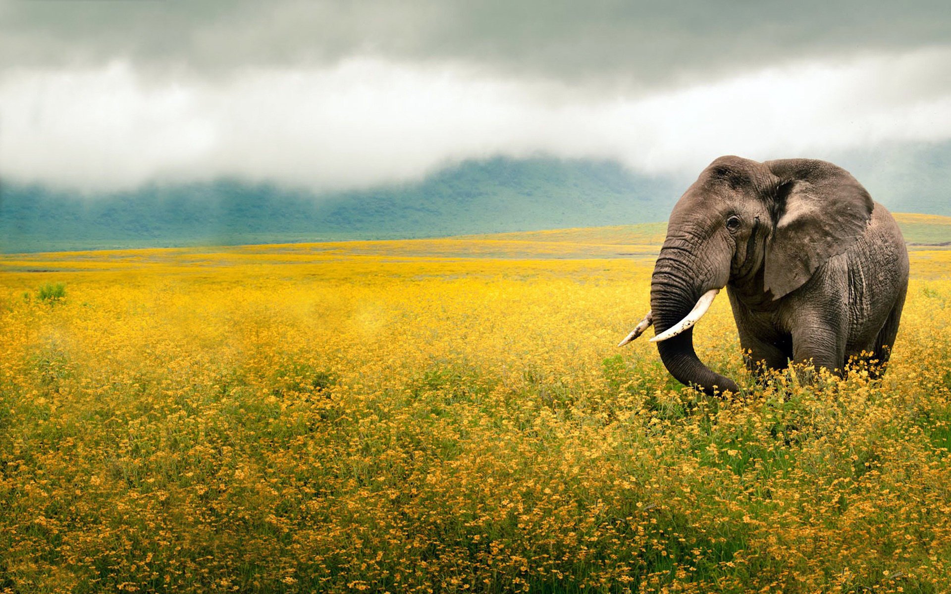 colmillos campo flores tronco orejas amarillo elefante niebla