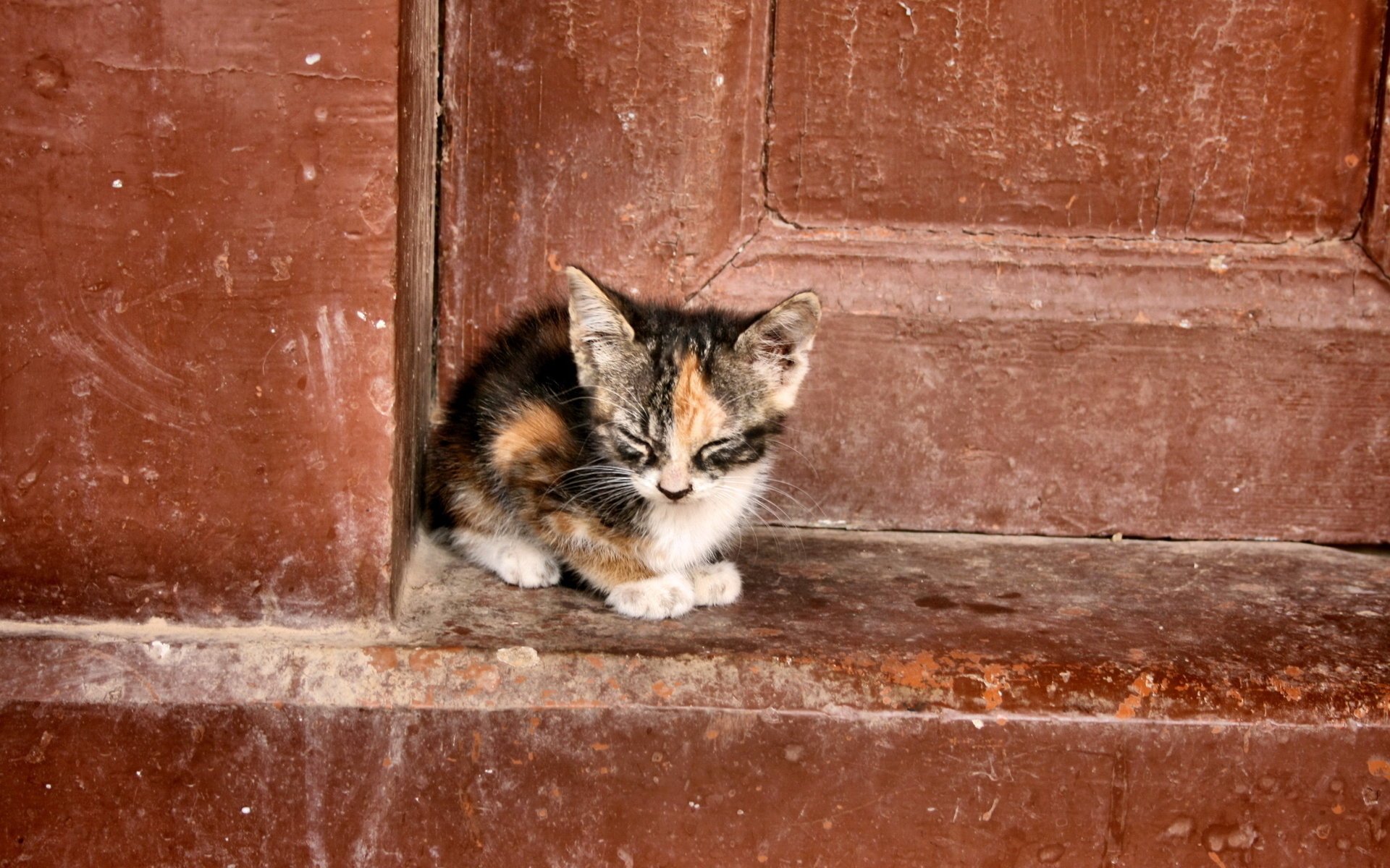 gatto solitudine sfondo porta