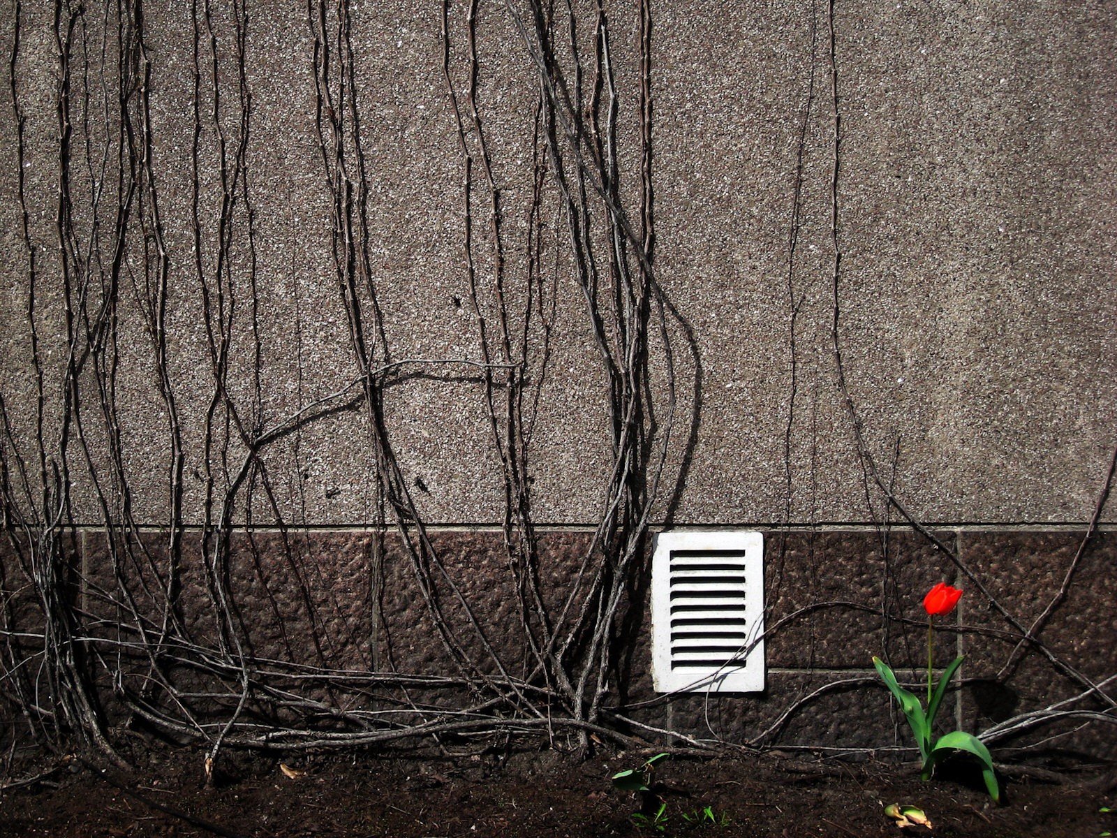 mur branches ventilation fleur