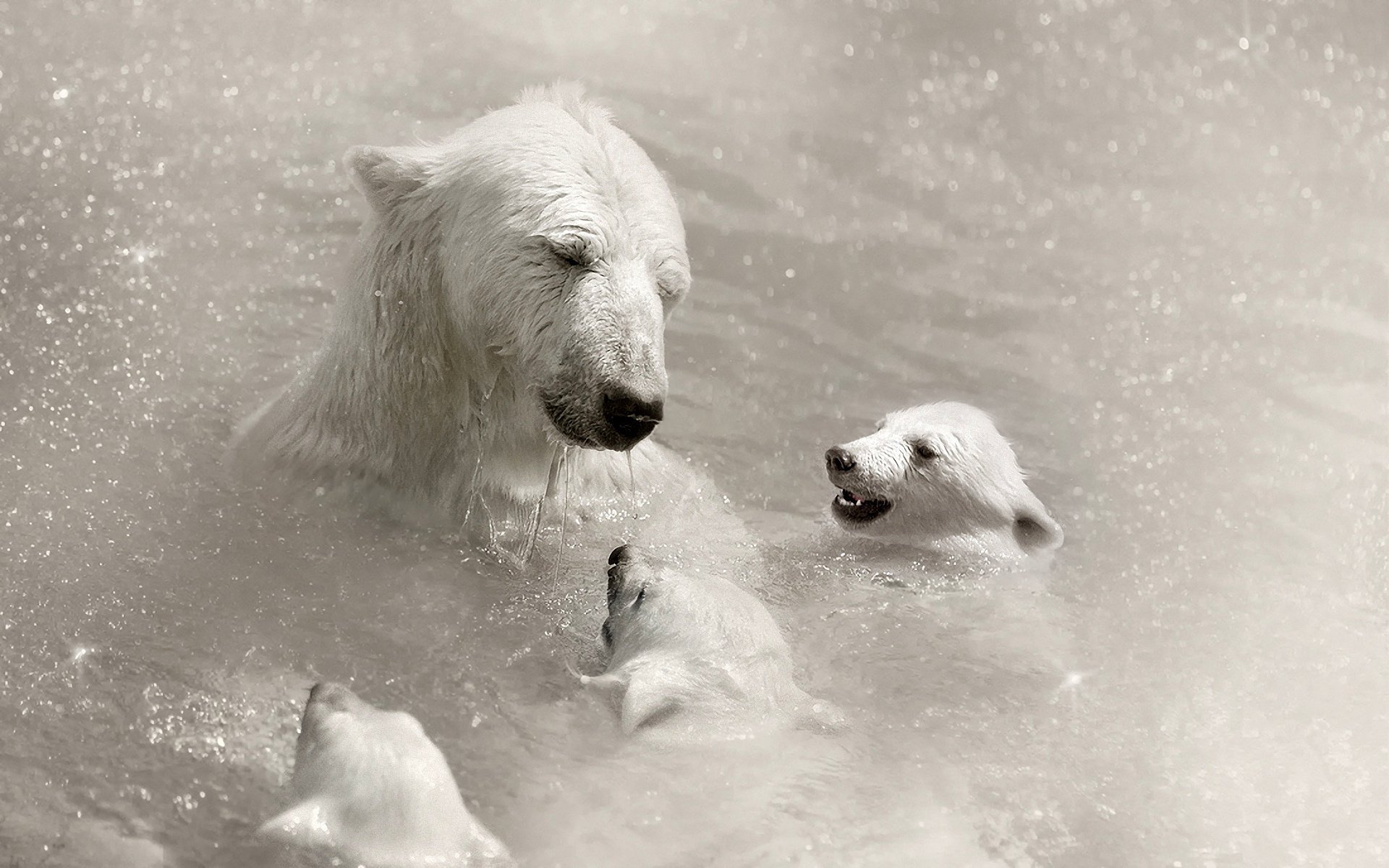 oso ursus maritimus oso cachorros blanco