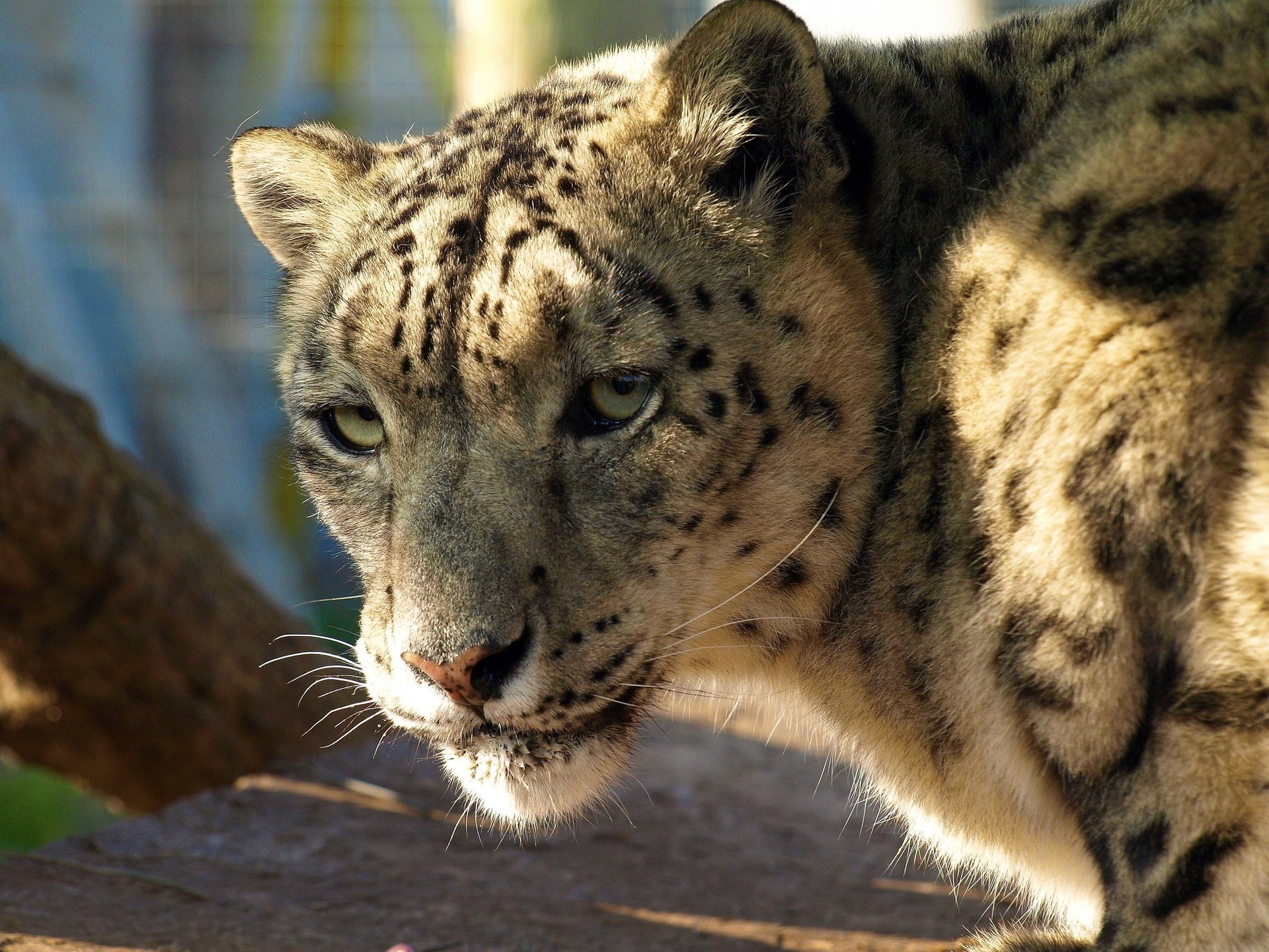 leopardo delle nevi fermo in piedi guardando muso irbis