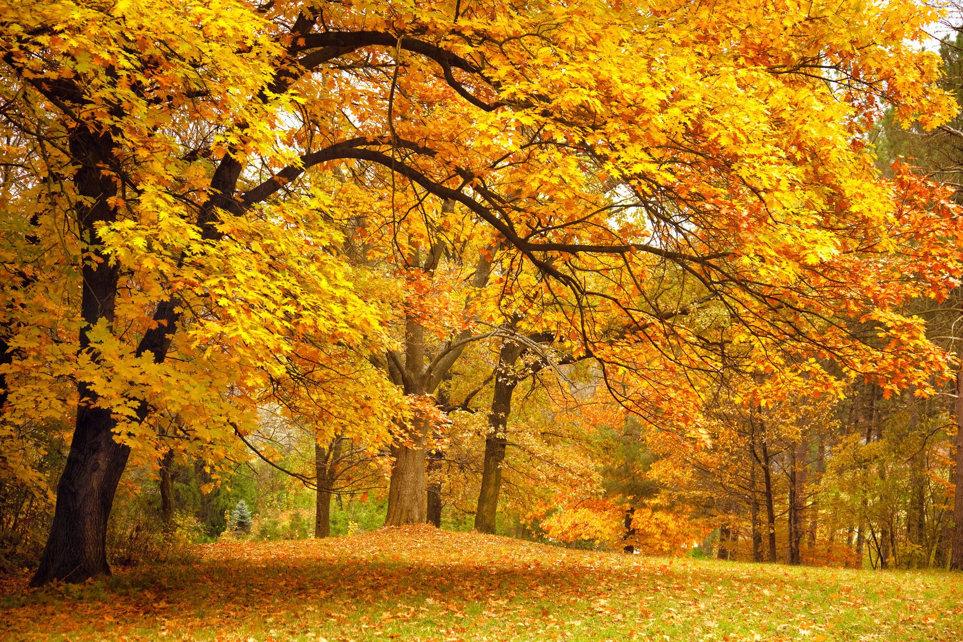 autumn glade forest leaves park trees yellow branches nature foliage beautiful