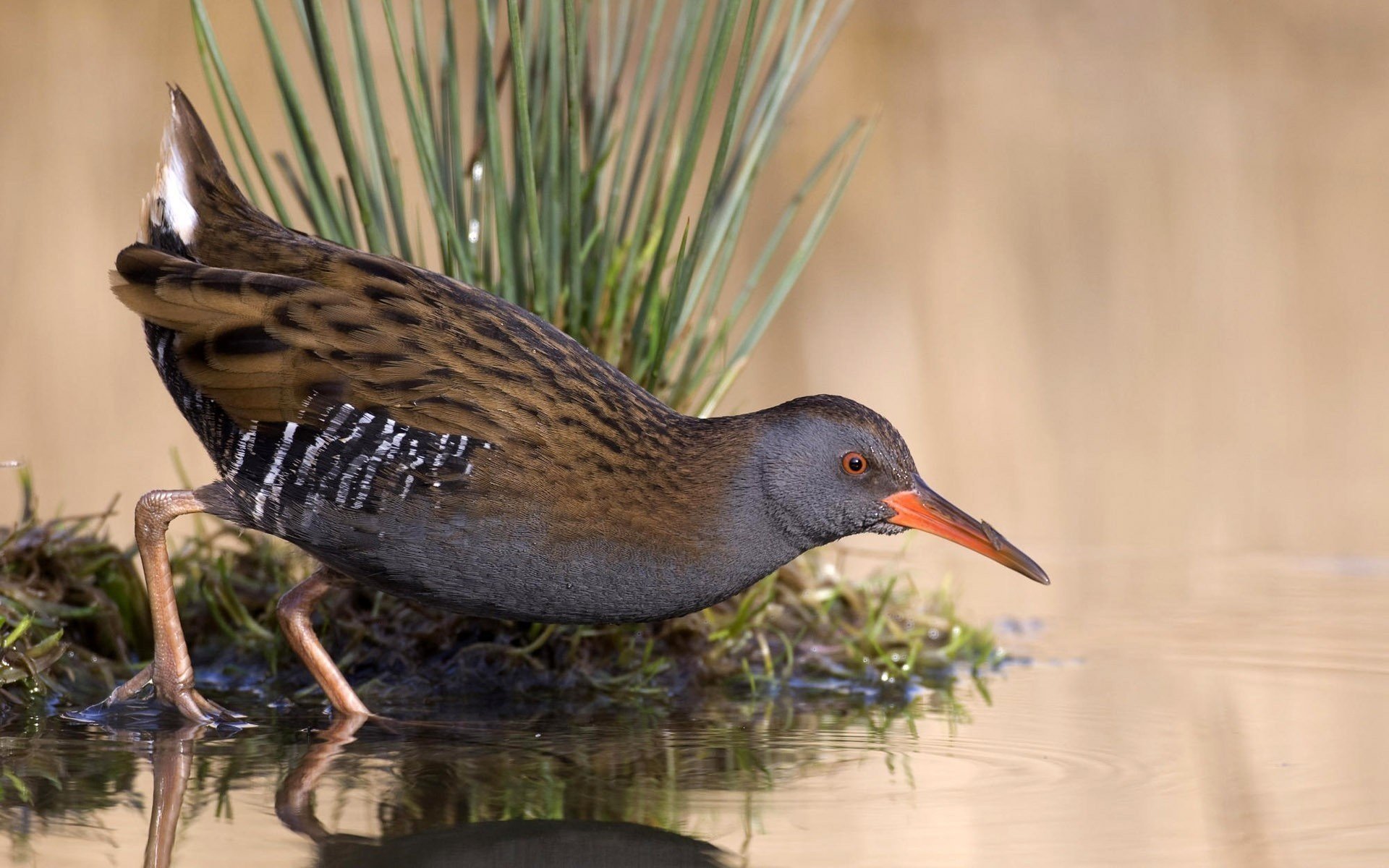 vogel wasser teich see reflexion gras