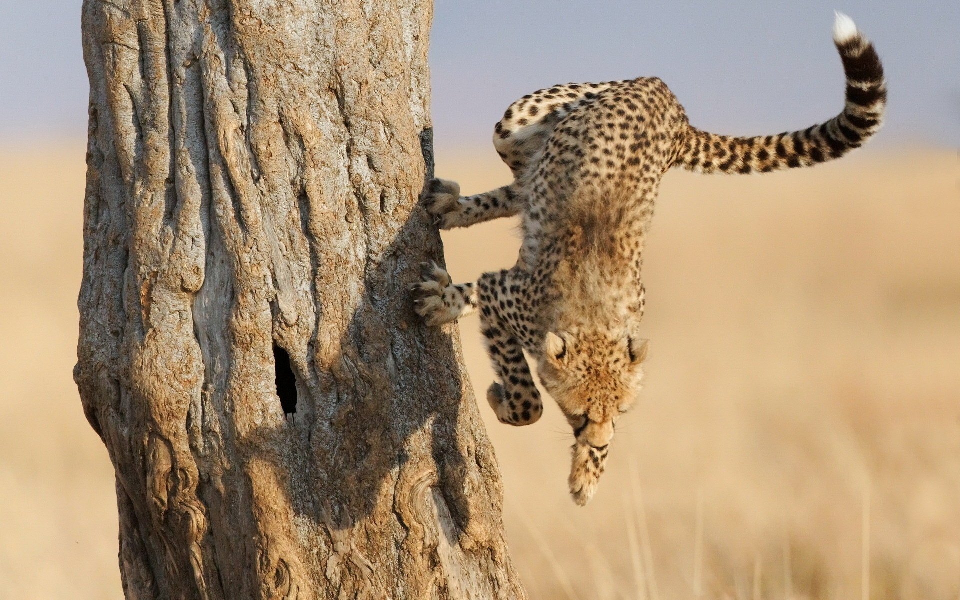 ghepardo zampe savana salto muso artigli albero