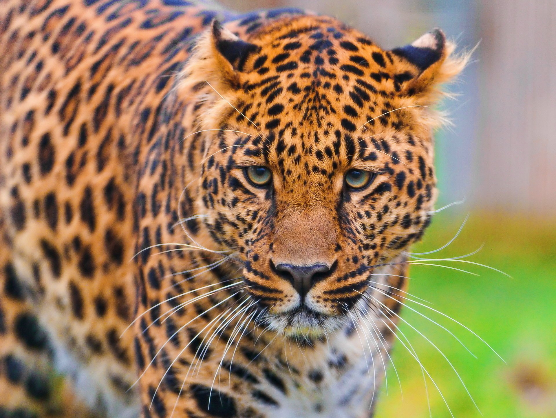 leopardo guapo leopardo de pie panthera pardus mirando hocico