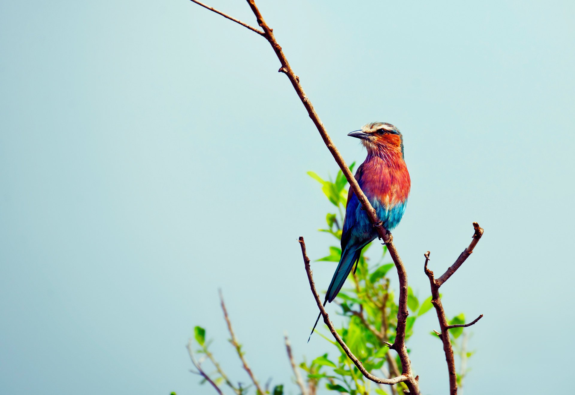 aves follaje fondo rama multicolor hermoso