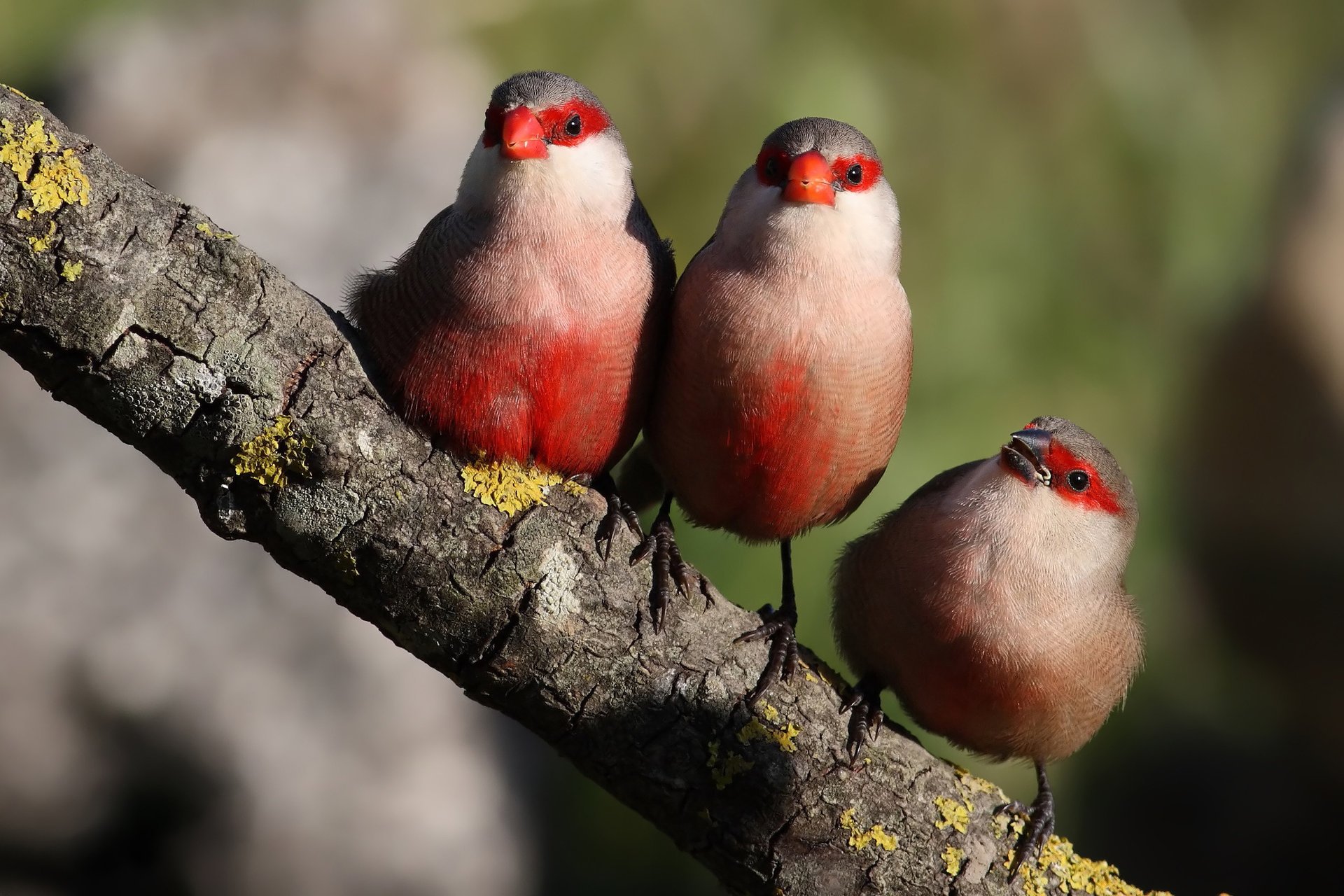 birds red three branch