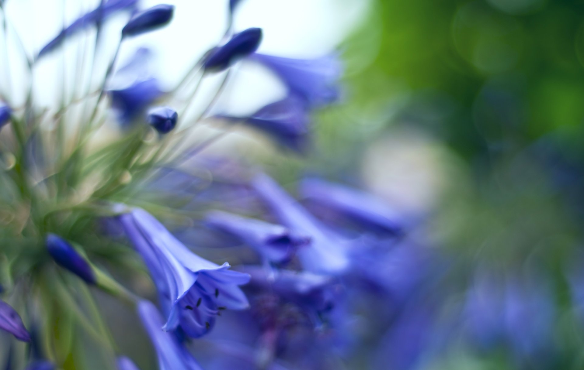 glocken blumen makro knospen blendung blau