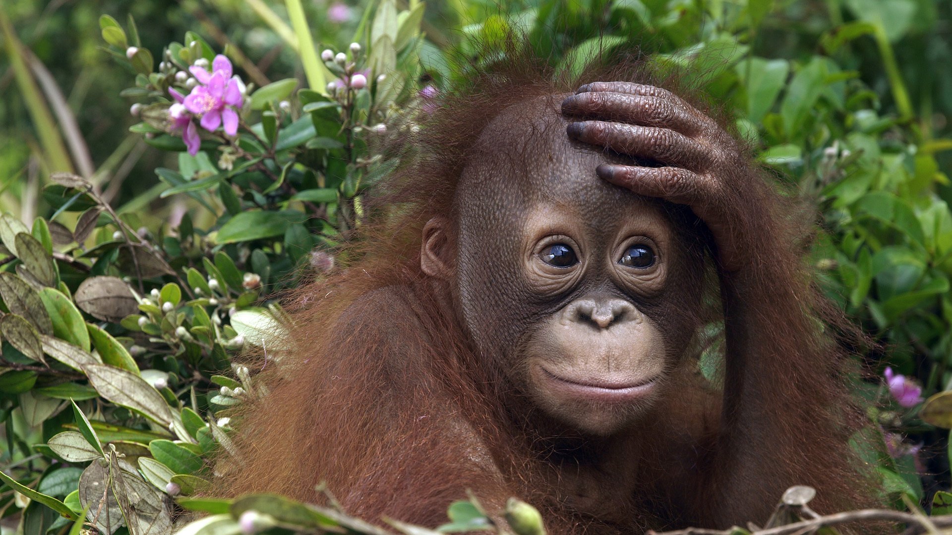 orangutan małpa młode