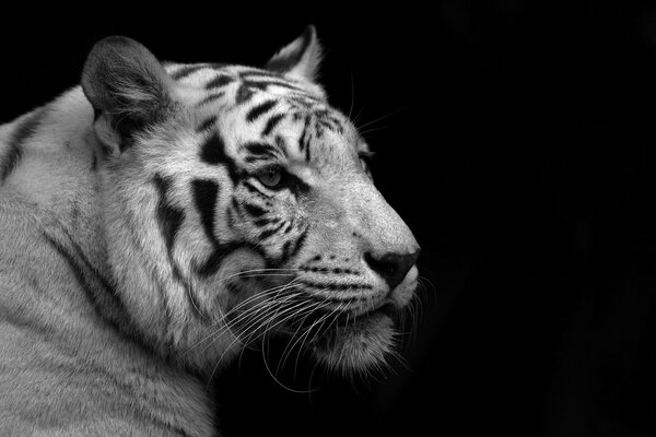 White tiger on a black background