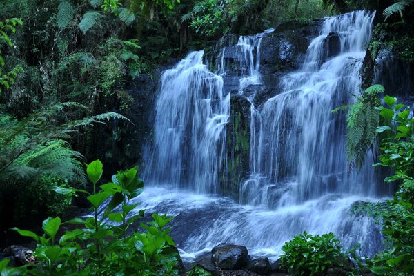 Fourrés de plantes avec des cascades et des pierres