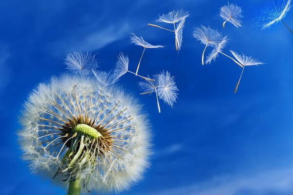 Löwenzahn fliegt in den hellblauen Himmel