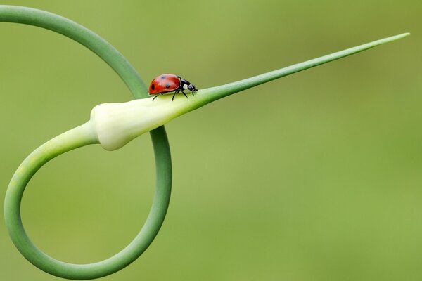 Coccinella sulla pianta