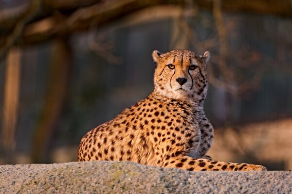 Vue du guépard. Prédateur tacheté