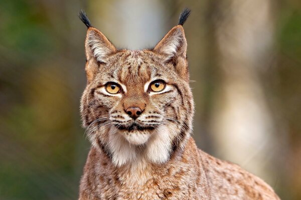 Sguardo ipnotizzante rapace della lince